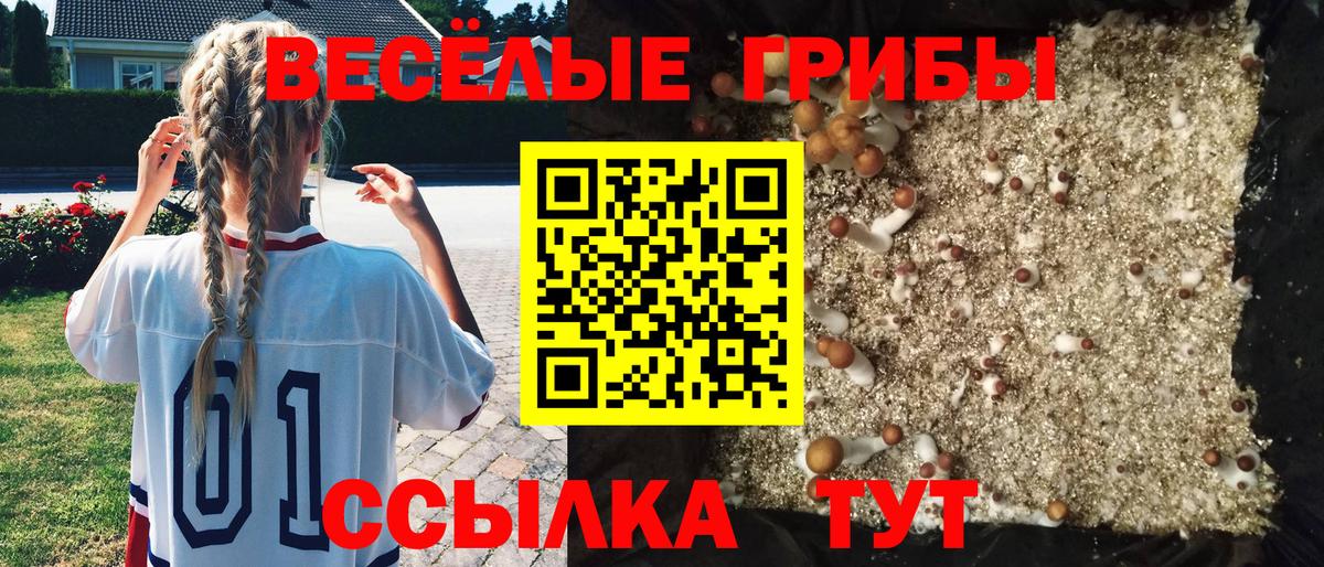 Псилоцибиновые грибы мицелий  Псилоцибиновые грибы Psilocybe  Белогорск 